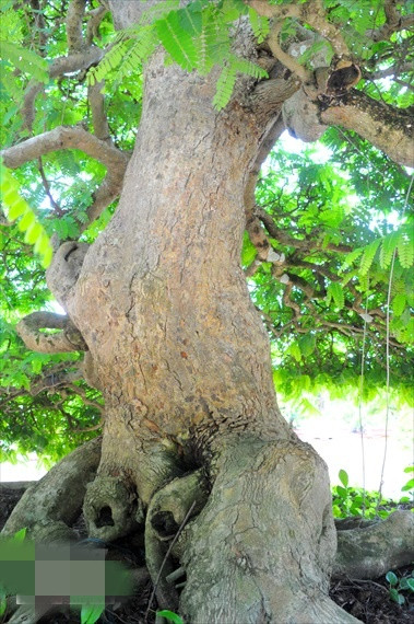 Gốc, rễ 2 cây me kiểng cổ to và có hình dáng rất đẹp. Ảnh: NongnghiepVN