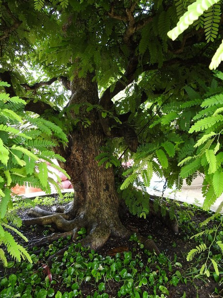 Trên thân, mỗi một nhánh nhỏ có 3 chi, trong đó một nhánh đi lên, một nhánh đi xuống. Ảnh: Người lao động