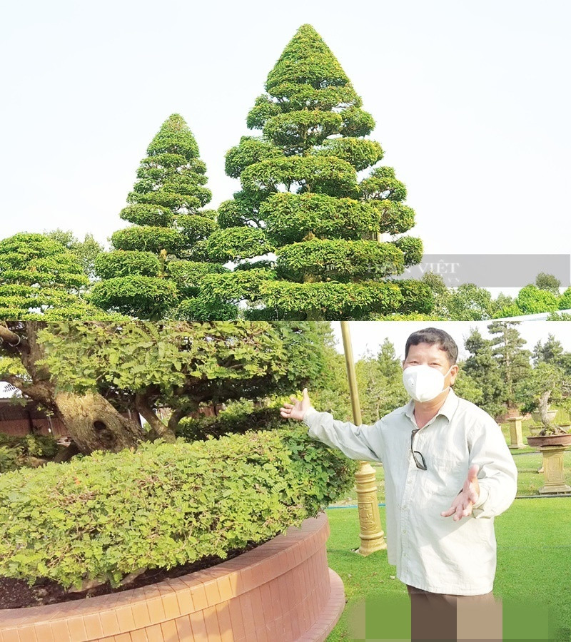 Đây cũng là cây kiểng cổ đầu tiên tại Đồng Tháp dành được kỷ lục này. Ảnh: Dân Việt
