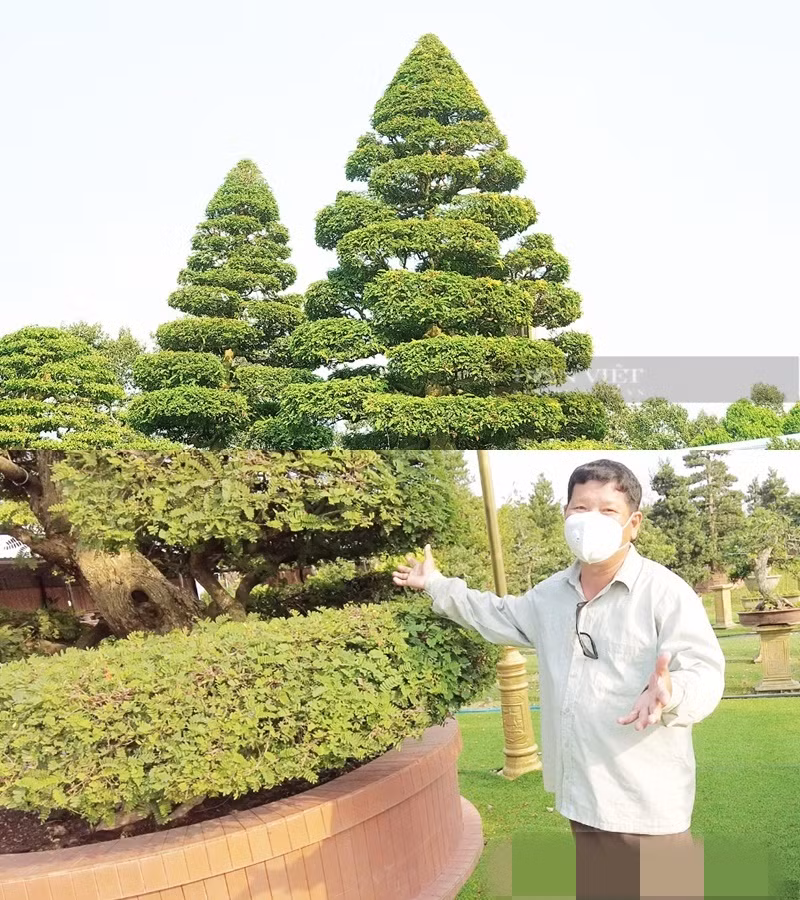 Đây cũng là cây kiểng cổ đầu tiên tại Đồng Tháp dành được kỷ lục này. Ảnh: Dân Việt