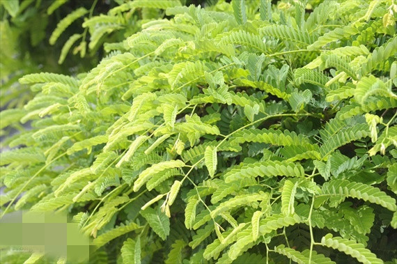 Cặp me được chăm sóc theo chế độ đặc biệt, từ bón phân đến phun thuốc và cắt tỉa cành lá...Ảnh: NongnghiepVN