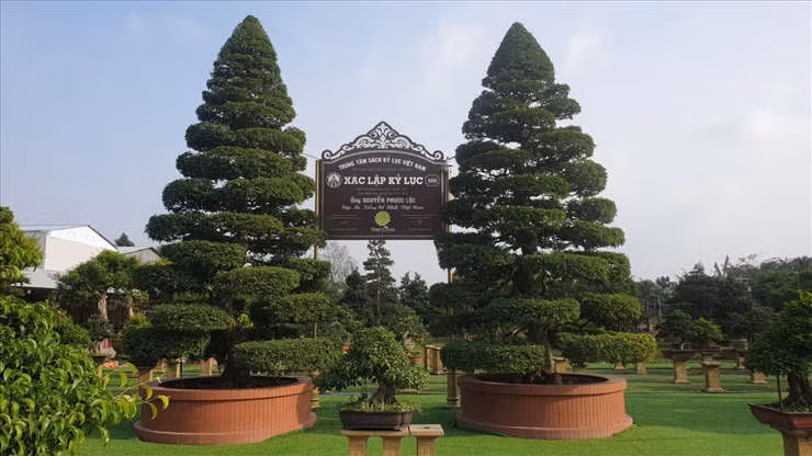 Ông Nguyễn Phước Lộc (52 tuổi, ngụ xã Tân Khánh Đông, TP.Sa Đéc, Đồng Tháp) sở hữu cặp me kiểng được xác lập kỷ lục “Cặp me kiểng cổ nhất Việt Nam” vào năm 2013. Ảnh: Lao động