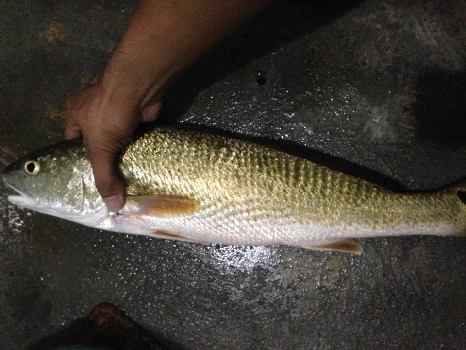 Thời gian qua, không ít ngư dân bắt được cá sủ vàng. Đáng nói, những con cá này được trả giá hàng trăm triệu, thậm chí hàng tỷ đồng. Ảnh: Lao động