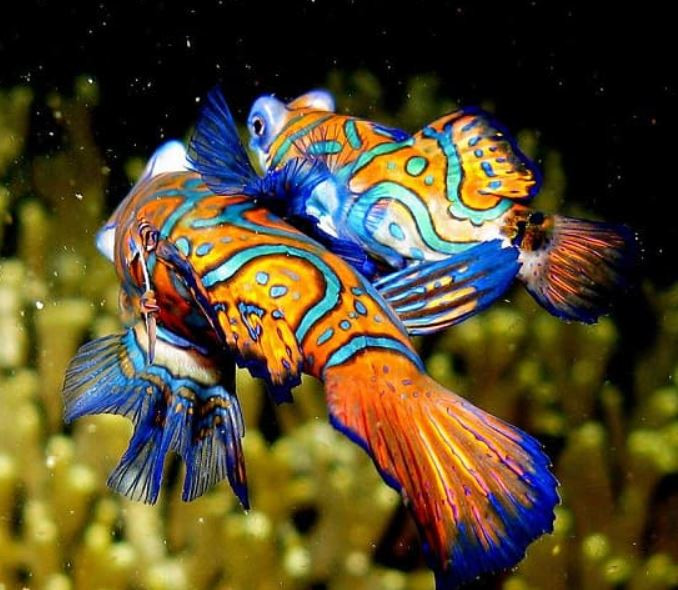 Cá trạng nguyên được dân chơi cá cảnh Việt cực kỳ ưa chuộng bởi màu sắc sặc sỡ của chúng. Ảnh: Internet