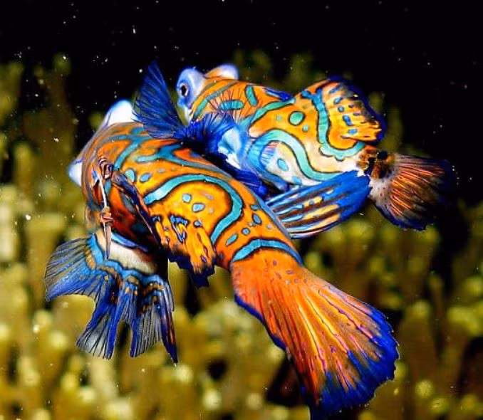 Cá trạng nguyên được dân chơi cá cảnh Việt cực kỳ ưa chuộng bởi màu sắc sặc sỡ của chúng. Ảnh: Internet
