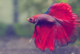 Cá chọi Betta được người nuôi cá cảnh yêu thích bởi cơ thể uyển chuyển, đẹp mắt, nhiều màu sắc sặc sỡ. Thông thường, cá chọi Betta có giá từ 70.000 - 1 triệu đồng/con. Ảnh: Thukieng