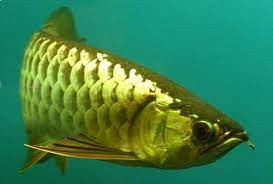 Với dân chơi sành điệu thì nuôi cá rồng không chỉ là đam mê mà còn thể hiện đẳng cấp thời thượng và nâng cao giá trị của bản thân. Ảnh: Wikitieudung