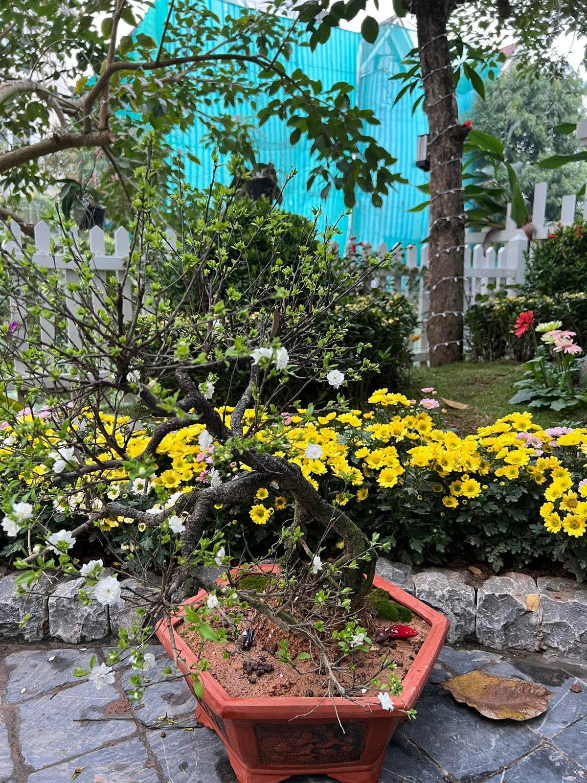 Ngoài hoa lan, Tuấn Hưng còn bày mai cho khu vườn ngập sắc hương ngày Tết. Ảnh: Vietnamnet