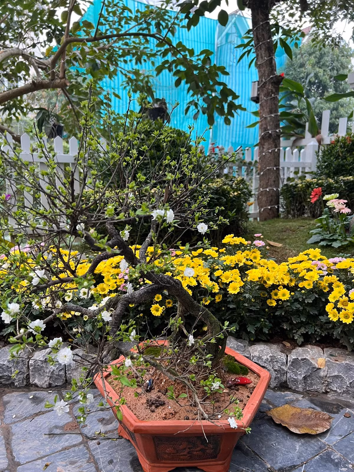 Ngoài hoa lan, Tuấn Hưng còn bày mai cho khu vườn ngập sắc hương ngày Tết. Ảnh: Vietnamnet