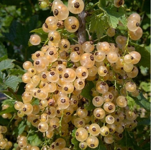 Đây loại quả có 4 màu đỏ, đen, hồng, trắng, vị chua, có thể ăn trực tiếp hoặc làm mứt, pha siro uống giải nhiệt. Ảnh: Internet