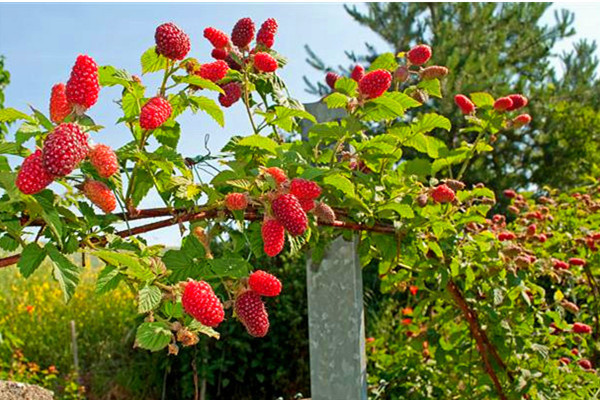 Ở nước ngoài, mâm xôi thường mọc dại bên đường, nhà nào cũng có thể trồng. Vì vậy mà vào mùa quả mâm xôi có giá “rẻ như cho”. Ảnh: Giongcayanqua