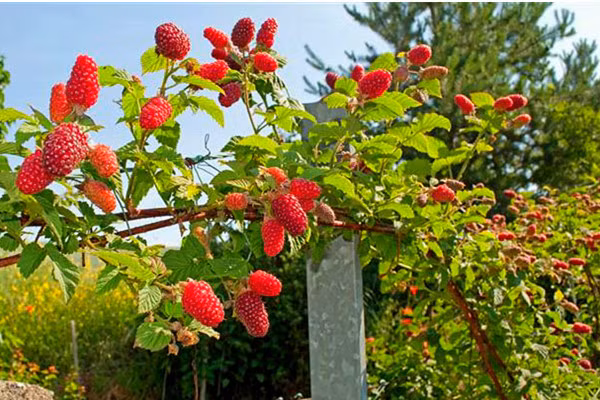 Ở nước ngoài, mâm xôi thường mọc dại bên đường, nhà nào cũng có thể trồng. Vì vậy mà vào mùa quả mâm xôi có giá “rẻ như cho”. Ảnh: Giongcayanqua