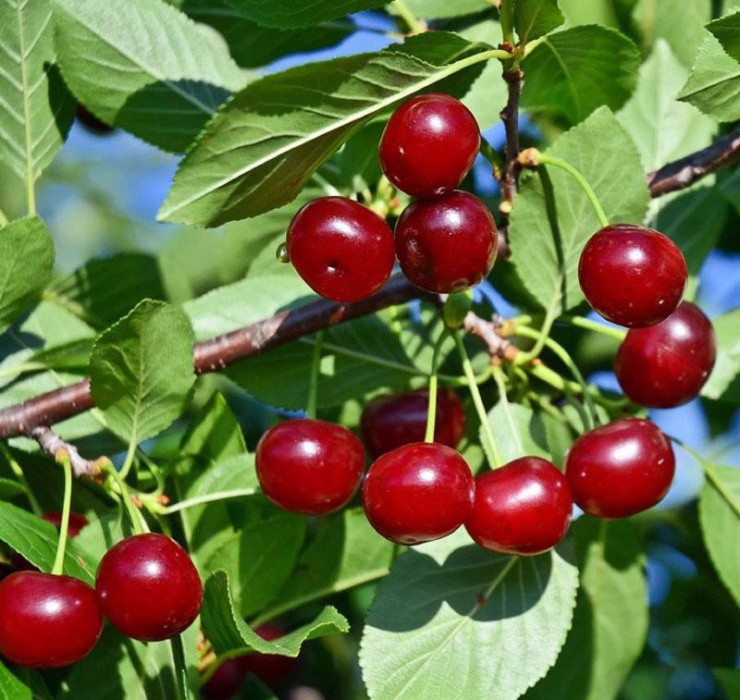 Vào mùa, tại nhiều nước châu Âu, cherry có giá chỉ khoảng 4 - 5 Euro/kg, tương đương 110.000 - 135.000 đồng/kg, mức giá rẻ so với thu nhập ở đây. Ảnh: Getty