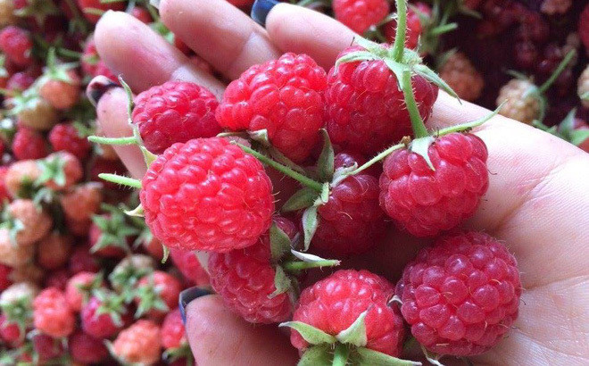 Thậm chí, mâm xôi còn được người Việt ví là "siêu thực phẩm" vì chứa nhiều dinh dưỡng, có tác dụng làm đẹp da. Ảnh: Internet