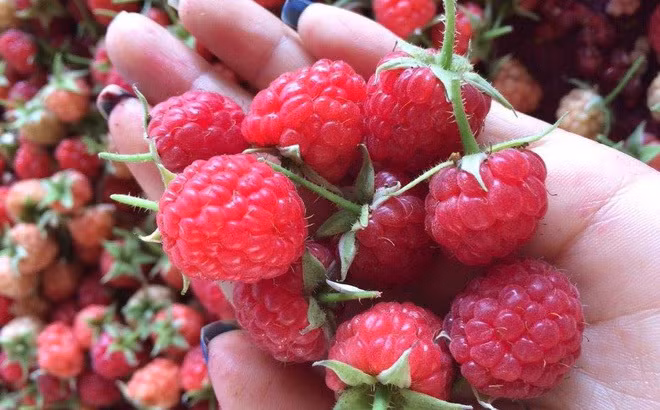 Thậm chí, mâm xôi còn được người Việt ví là "siêu thực phẩm" vì chứa nhiều dinh dưỡng, có tác dụng làm đẹp da. Ảnh: Internet