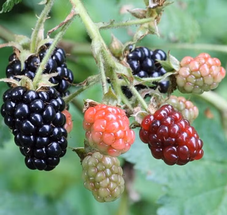 Sau khi về Việt Nam, quả mâm xôi có giá lên tới cả triệu đồng/kg. Ảnh: Internet