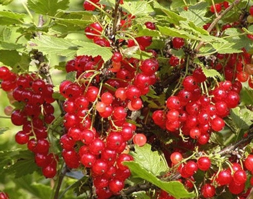 Ít ai biết, loại nho này là cây mọc hoang ở nhiều nước châu Âu. Người ta chỉ dùng làm mứt để phết bánh mì và được bán với giá khá rẻ, khoảng 16 - 17 euro/kg (hơn 400.000 đồngkg). Ảnh: Facebook