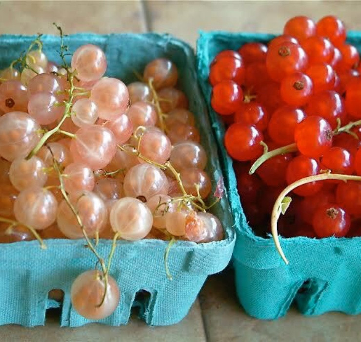 Nho chuỗi ngọc cũng từng được người tiêu dùng Việt lùng mua với giá lên tới 2 triệu đồng/kg. Ảnh: Internet