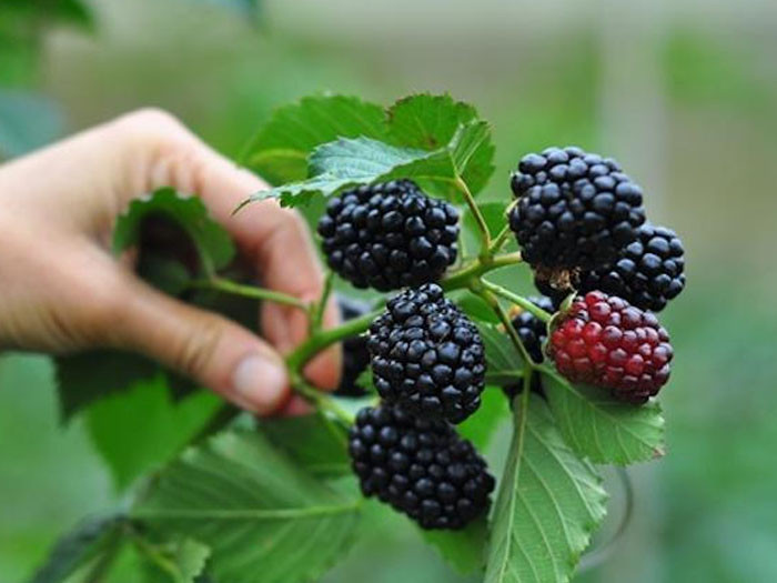 Giống như nho chuỗi ngọc, quả mâm xôi cũng là quả dại có nguồn gốc từ Bắc Mỹ nhưng về Việt Nam có giá cao ngất ngưởng. Ảnh: Getty