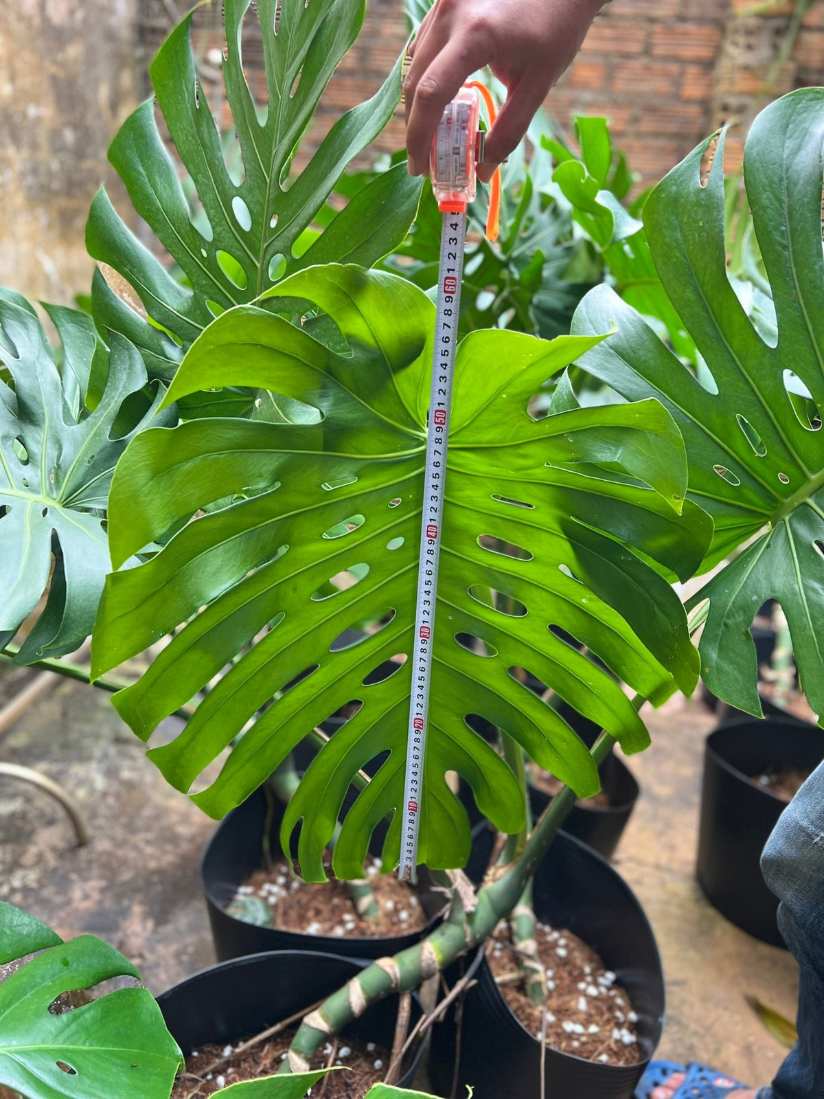 Tùy vào độ hiếm và đột biến, mỗi lá trầu bà Nam Mỹ có giá từ vài chục triệu đến nửa tỷ đồng. Ảnh: Facebook