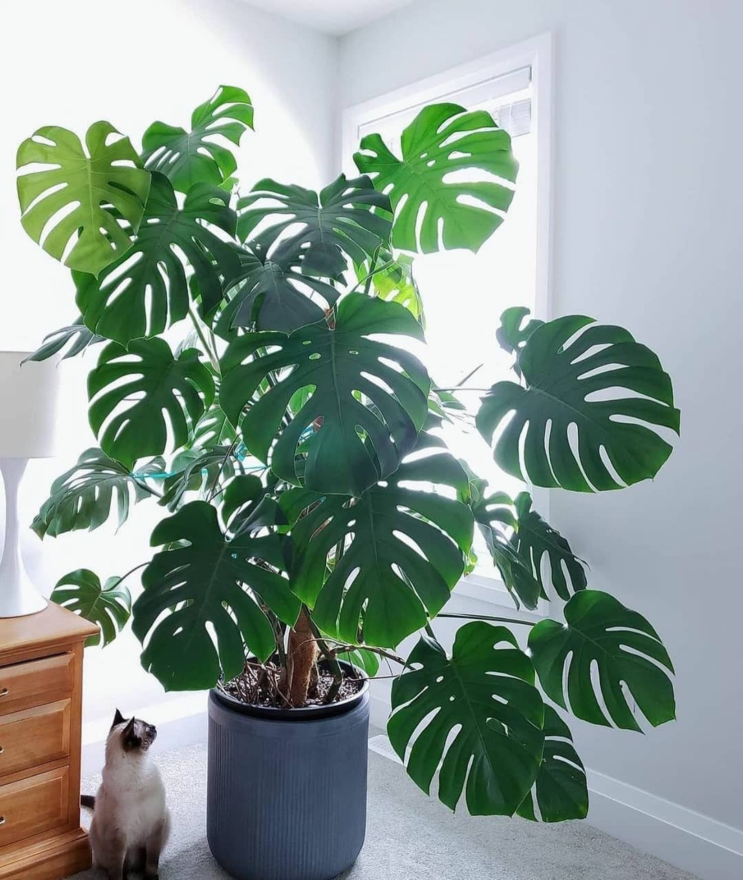 Loại lá siêu đắt này có đặc điểm lá xẻ hình trái tim tròn trịa khá đẹp mắt. Ảnh: Facebook