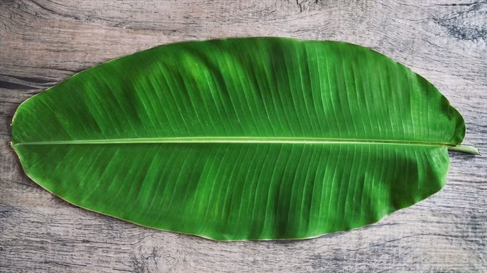 Nếu như tại Việt Nam, lá chuối có giá khá rẻ, chỉ 20.000 đồng/kg thì trên sàn thương mại điện tử Amazon, eBay... lá chuối được bán với giá không thể tưởng tượng nổi 17,95 USD (tương đương hơn 410.000 đồng). Ảnh: Lao động