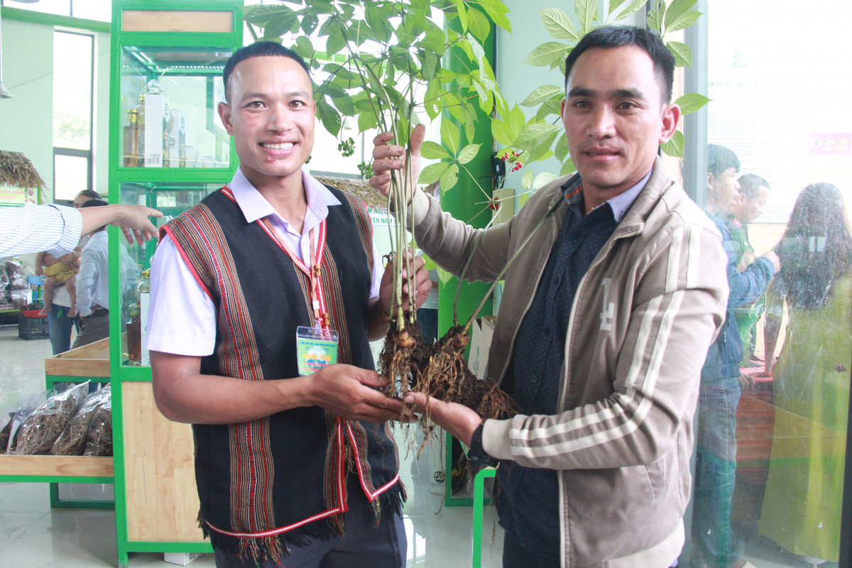 Cây sâm nặng 0,9 kg mọc ra 8 nhánh đã cho hoa và hạt nhiều năm nay. Ảnh: Phunuonline