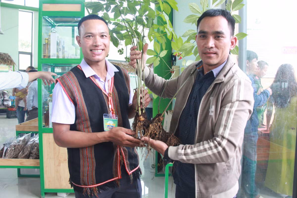 Cây sâm nặng 0,9 kg mọc ra 8 nhánh đã cho hoa và hạt nhiều năm nay. Ảnh: Phunuonline