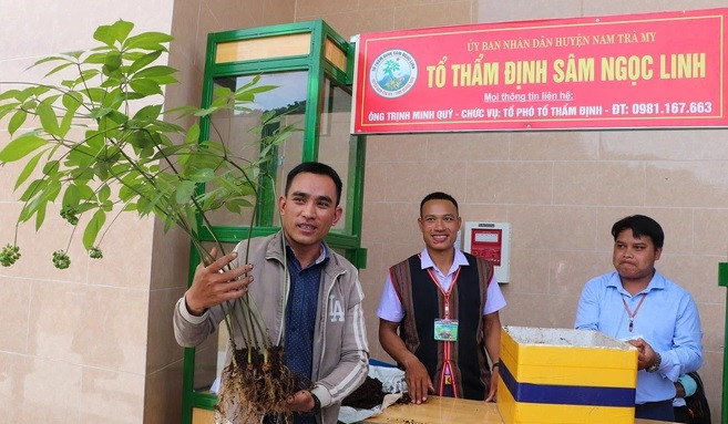 Tại lễ hội sâm Ngọc Linh lần thứ 4 tại hyện Nam Trà My (Quảng Nam) mới dây, một cây sâm Ngọc Linh khoảng 20 năm tuổi được bán với giá 900 triệu đồng thu hút sự chú ý của nhiều người. Ảnh: Zing