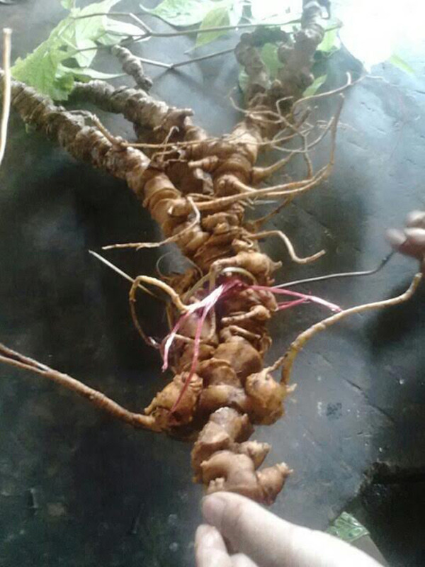 Cách đây vài năm, củ sâm Ngọc Linh “khủng” hơn 100 năm tuổi, nặng gần 1 kg do anh Hồ Văn Chiêu, trú tại làng Tu Ton, thôn 4, xã Trà Linh, huyện Nam Trà My, tìm thấy đã được bán trao tau cho một đại gia Sài Gòn với giá 12.000 USD. Ảnh: Vietnamnet