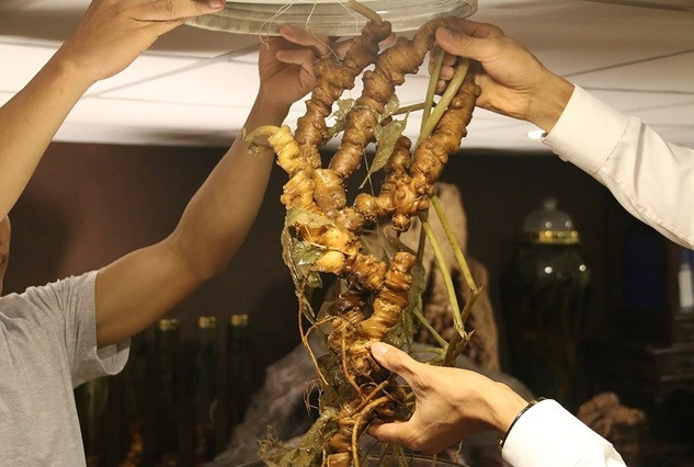 Cũng vào năm 2019, một đại gia ở Hà Nội đã chi 2 tỷ đồng để sở hữu củ sâm Ngọc Lâm tự nhiên. Ảnh: Dân trí