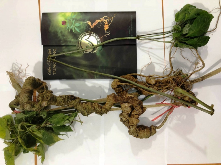 Cặp sâm Ngọc Linh được dân chuyên săn sâm tìm thấy tại vùng núi của tỉnh Sekong (Lào) nặng 920 gam và 950 gam. Ảnh: Tuoitrethudo