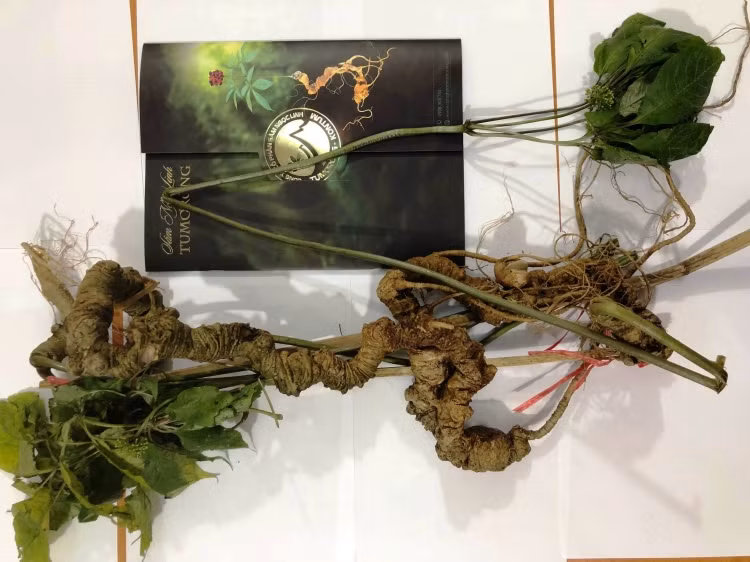 Cặp sâm Ngọc Linh được dân chuyên săn sâm tìm thấy tại vùng núi của tỉnh Sekong (Lào) nặng 920 gam và 950 gam. Ảnh: Tuoitrethudo