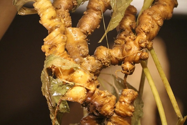 Củ sâm có trọng lượng 2,7 kg, dài 1,2 m, là củ sâm Ngọc Linh rừng lớn nhất từ trước đến thời điểm đó. Ảnh: Dân trí