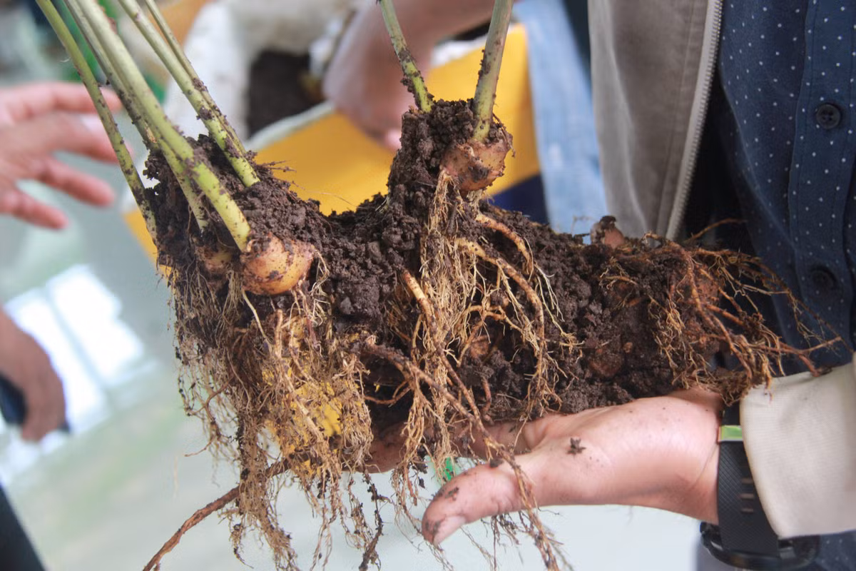 Theo đánh giá cỉa những chuyên gia thẩm định sâm, đây là củ sâm khỏe, đẹp và hiếm. Ảnh: Phunuonline