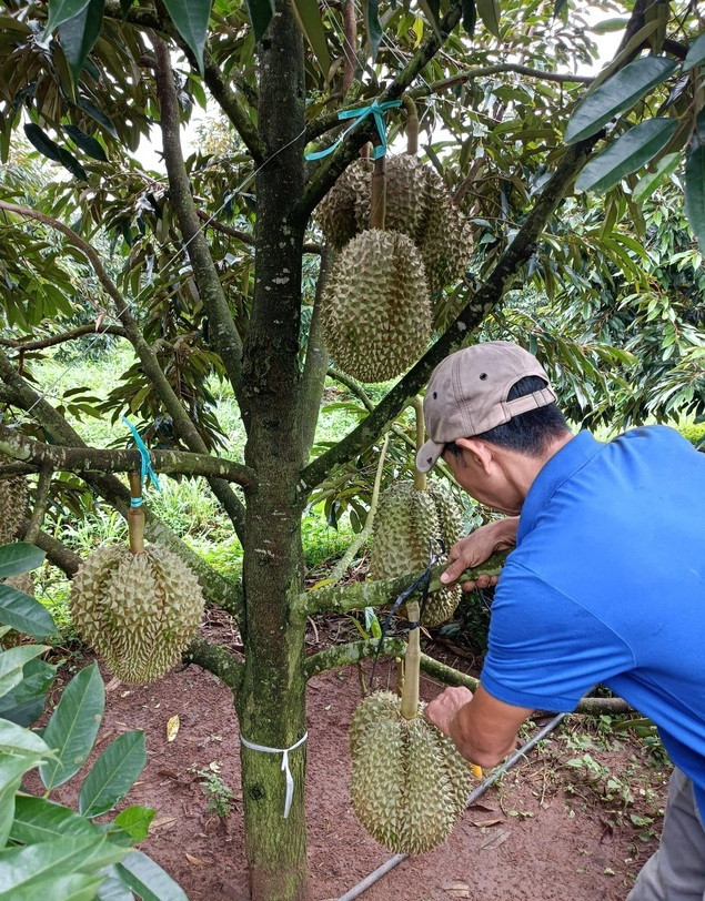 Sản lượng trái bói vào khoảng 100 tấn. Với giá 70.000 đồng/kg, ước tính, sầu riêng sẽ mang về khoảng 7 tỷ đồng đầu tiên cho HAGL trong quý 3/2022. Ảnh: Tổ quốc