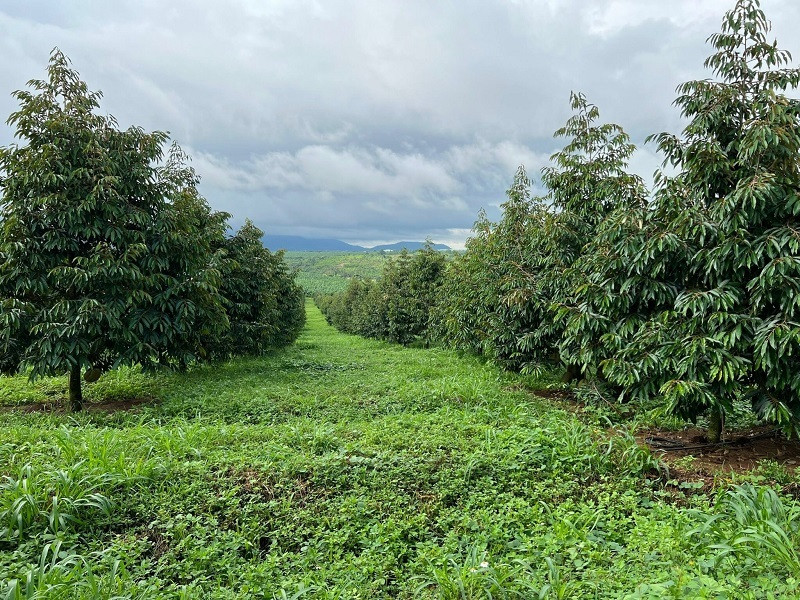 Vườn sầu riêng của bầu Đức được trồng cách đây 3-5 năm, riêng tại Việt Nam là 200ha, được xem là vùng trồng sầu riêng tập trung lớn nhất nước. Diện tích trồng sầu riêng tại Lào khoảng 800 ha. Ảnh: HAGL