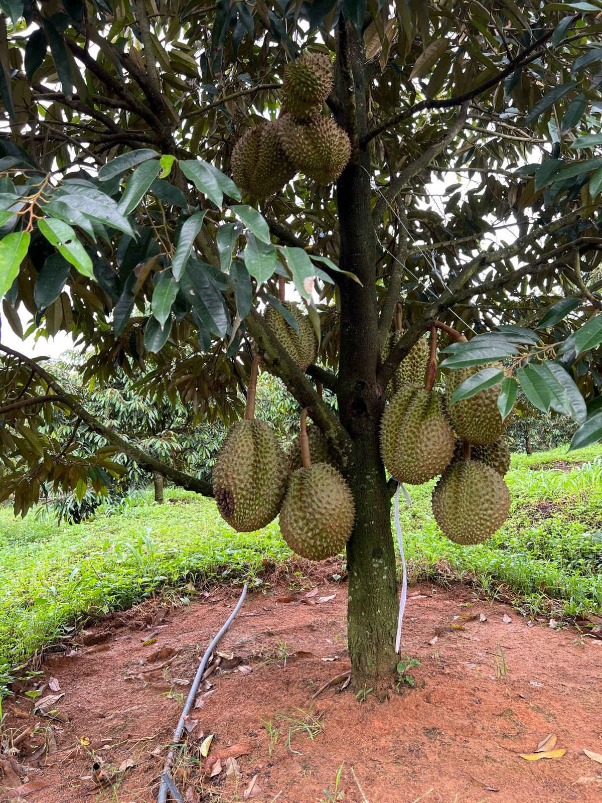 Giống sầu riêng được bầu Đức trồng tại Việt Nam là Monthong (Thái Lan), còn tại Lào là Musang-king (Malaysia). Ảnh: HAGL