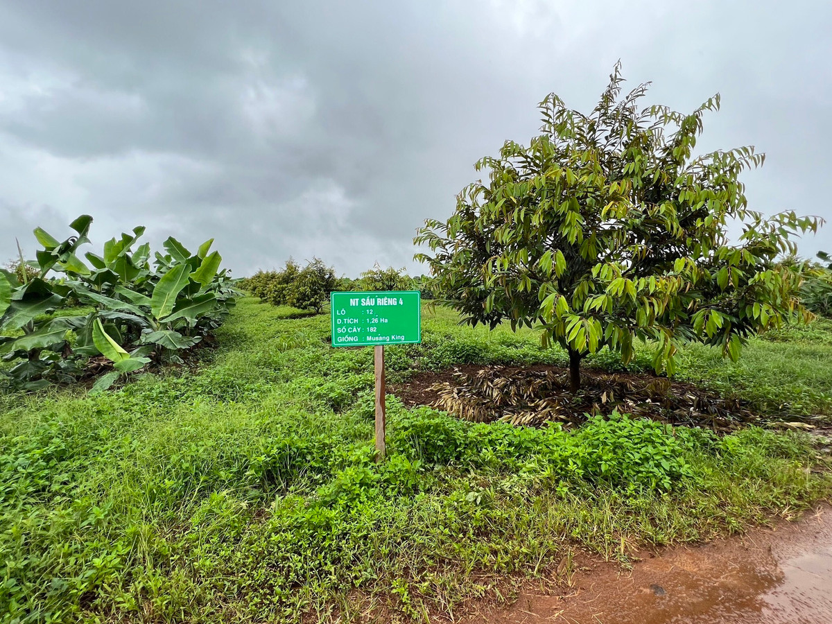 Trước đó, bầu Đức tiết lộ đã và đang hoàn thiện khoảng 1.000ha sầu riêng, dự kiến thu hoạch từ năm 2023. Ảnh: HAGL