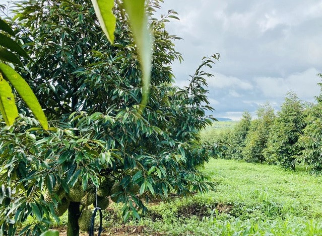 Chủ tịch Đoàn Nguyên Đức cho biết lứa sầu riêng chín bói đầu tiên nên HAGL không đặt nặng vấn đề bán hàng tạo doanh thu, chủ yếu để biếu tặng, giới thiệu sản phẩm. Ảnh: HAGL