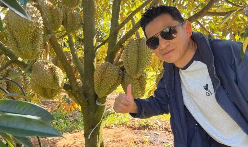 Trái bói thường nhỏ, ít nhưng vườn sầu riêng của bầu Đức ở Gia Lai lại cho trái sai lúc lỉu, quả to đều 3 - 4 kg, có những quả ước gần chục kg. Ảnh: HAGL