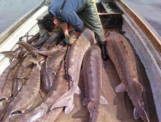 Cá tầm Kaluga nằm trong danh sách những loài gần như tuyệt chủng vì người dân săn bắt để lấy trứng.