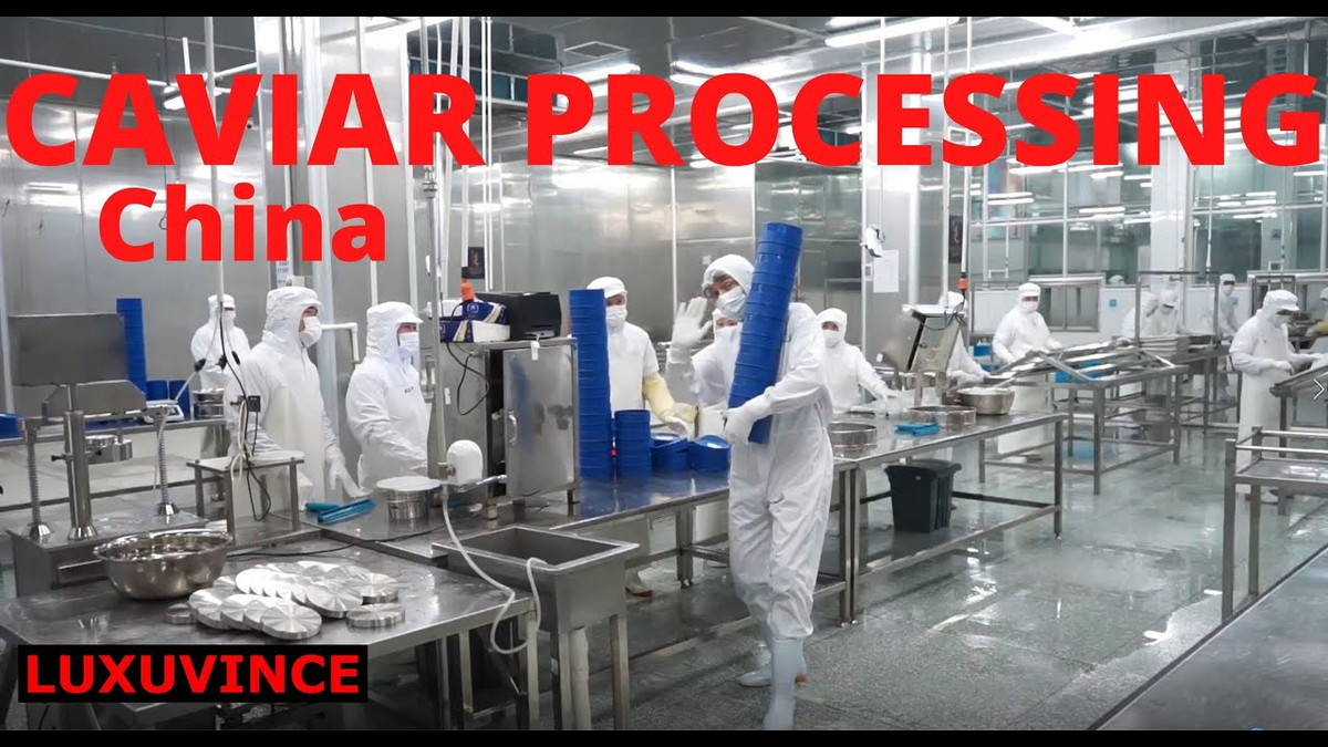 Trang trại cá tầm của Kaluga Queen nuôi khoảng 200.000 con. Đến tuổi đẻ trứng, cá tầm được đưa tới phòng thí nghiệm gây mê, lấy trứng.