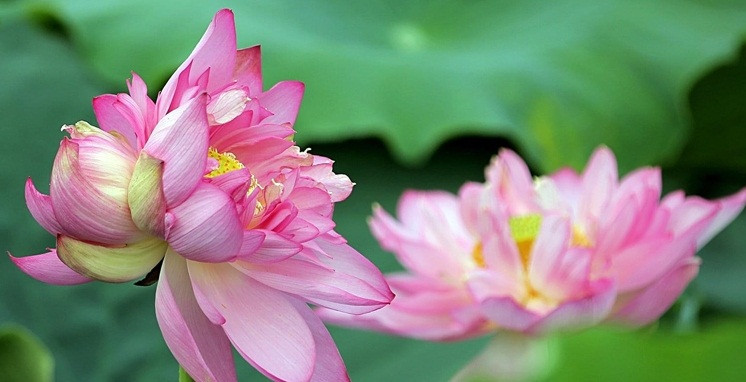 Ngoài dáng vẻ độc đáo, sen sinh đôi đượm hương hơn các giống sen thông thường, khi dùng để ướp trà hay pha nước mùi hương giữ được lâu. Ảnh: Báo Công thương