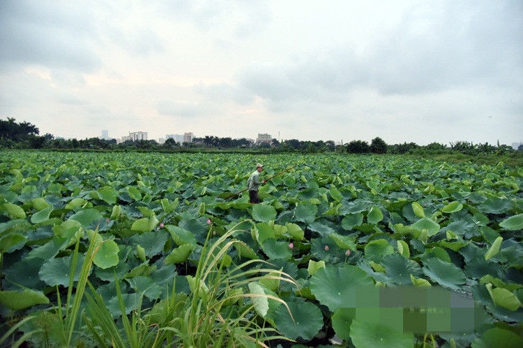 Sen Tịnh Đế xuất hiện được coi là hiện tượng đặc biệt, hiếm gặp, báo hiệu may mắn cho người trồng sen. Ảnh: Báo Công thương