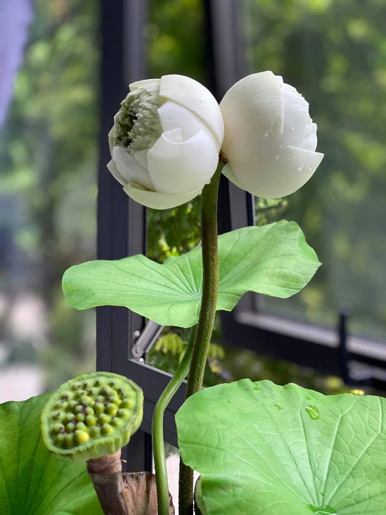 Sen Tịnh Đế không bao giờ nở riêng lẻ, trên cùng một đế, hoa bao giờ cũng có hai bông. Vì thế, nhiều người gọi vui sen này là sen sinh đôi. Ảnh: Dân Việt