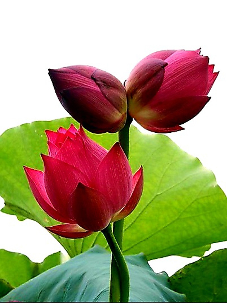 Trong khi sen bách diệp, sen bạch liên, sen hồng... bán tràn ngập thị trường với giá chỉ từ 5.000-10.000 đồng/bông thì sen Tịnh Đế (một đế 2 bông) có giá lên tới 250.000 - 300.000 đồng/cành. Ảnh: Báo Công Thương