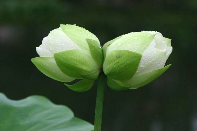 Màu sắc của sen Tịnh Đế không khác hoa sen bình thường, chỉ búp và cánh hoa có phần nhỏ và thanh hơn. Ảnh: Hóaenvang