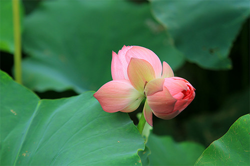 Tuy nhiên, sen Tịnh Đế rất hiếm, không phải mùa nào, hồ nào cũng có, thậm chí có những hồ sen hàng chục năm cũng không có. Ảnh: Facebook