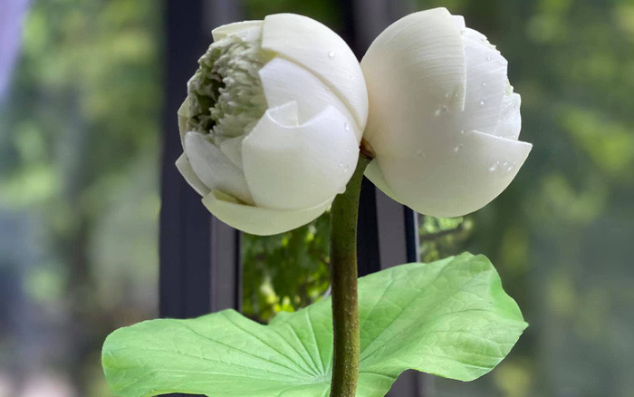 Sen Tịnh Đế được xem là loài đứng đầu về sự thanh tao thuần khiết nên dù có giá đắt đỏ, ai cũng hy vọng được ít nhất một lần sở hữu. Ảnh: Dân Việt